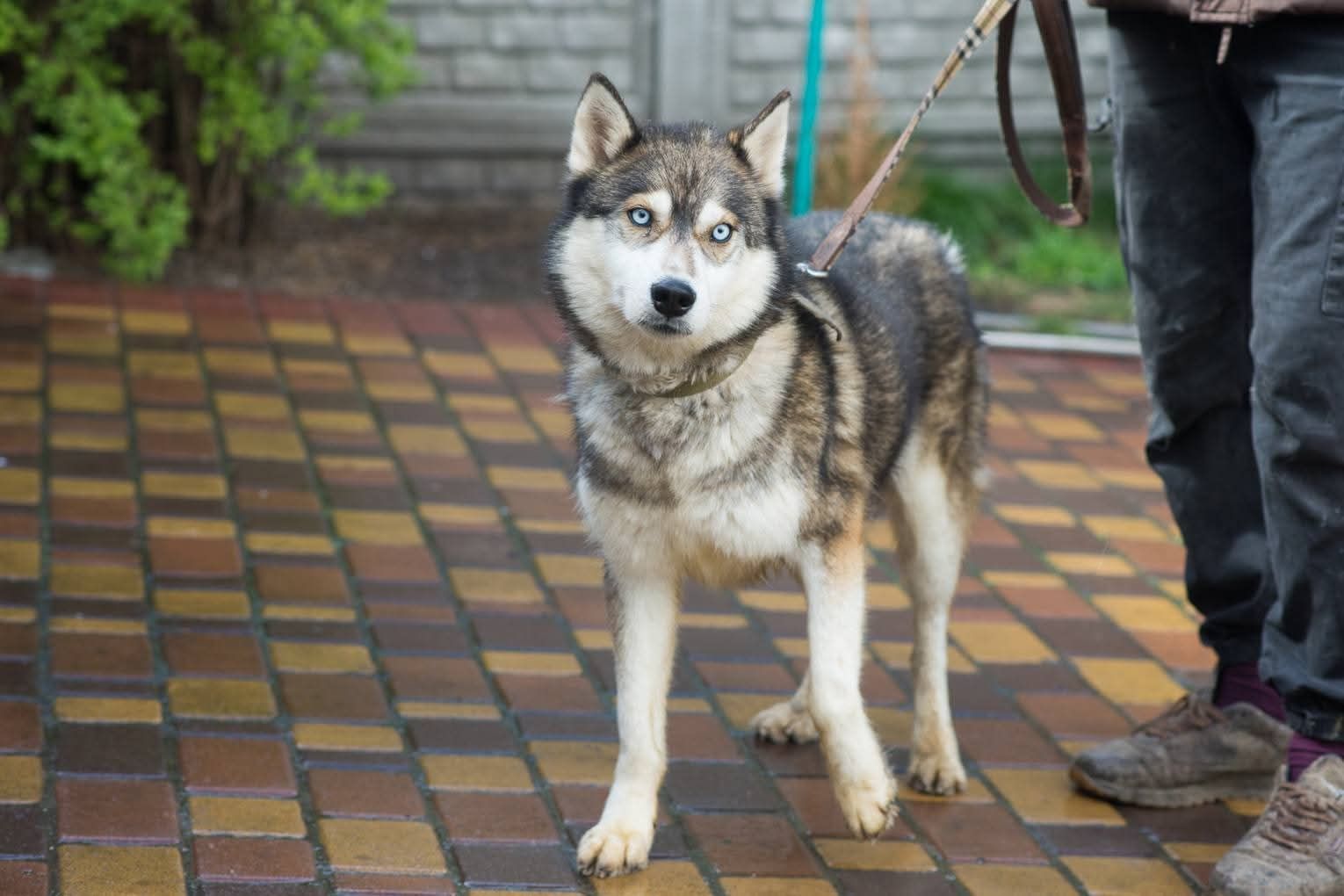 Класнючий Рей в пошуках родини