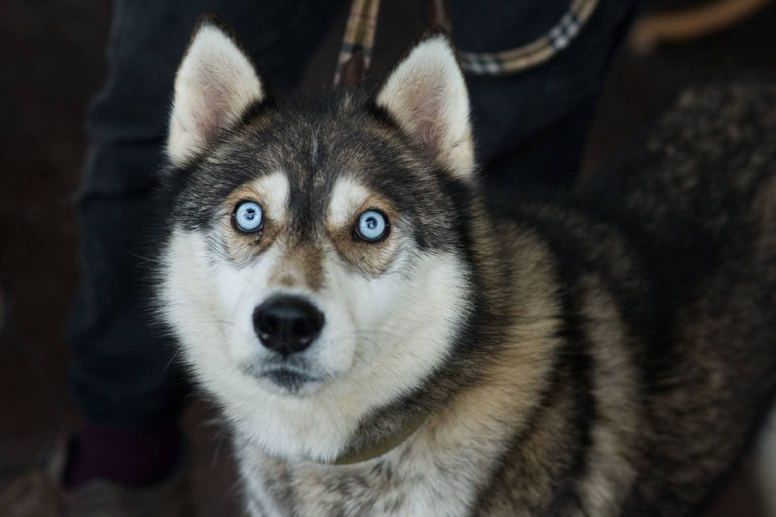 Класнючий Рей в пошуках родини