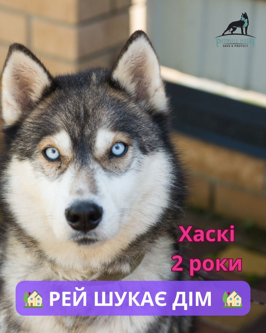 Класнючий Рей в пошуках родини