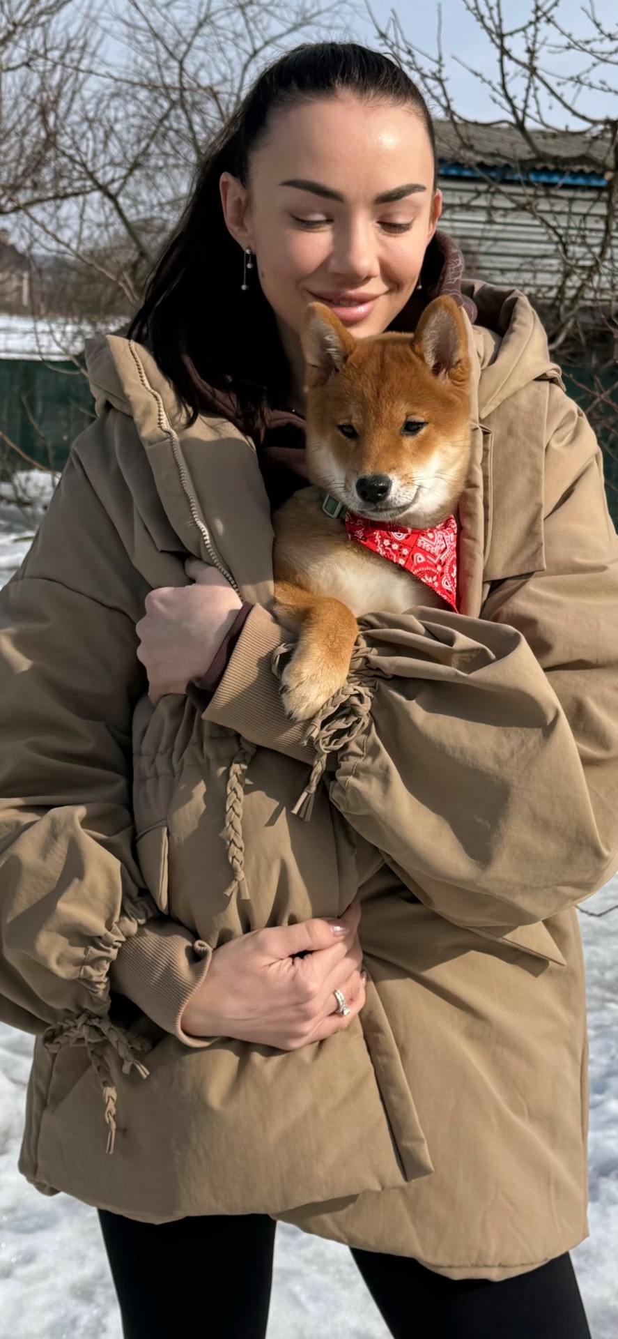 Щенки шиба/сіба іну