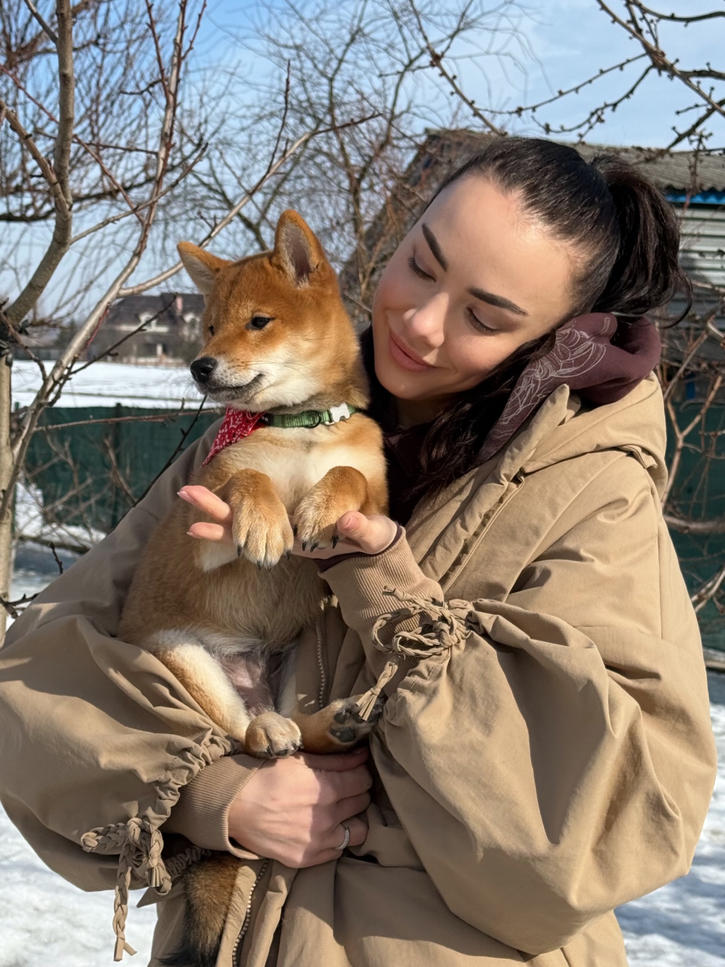 Щенки шиба/сіба іну