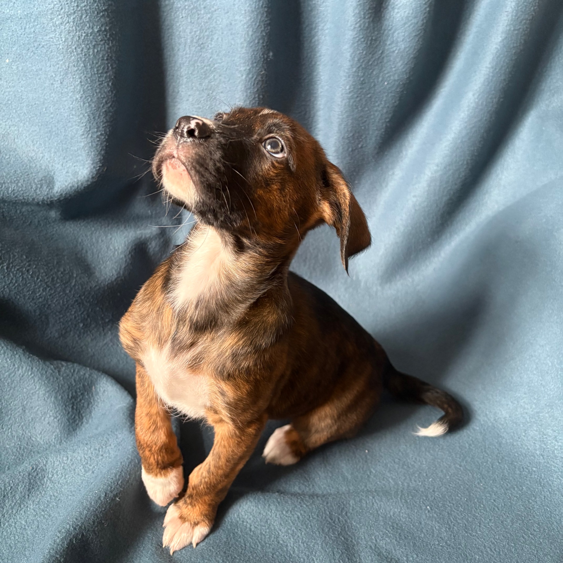 Цуценята - метиси німецького боксера