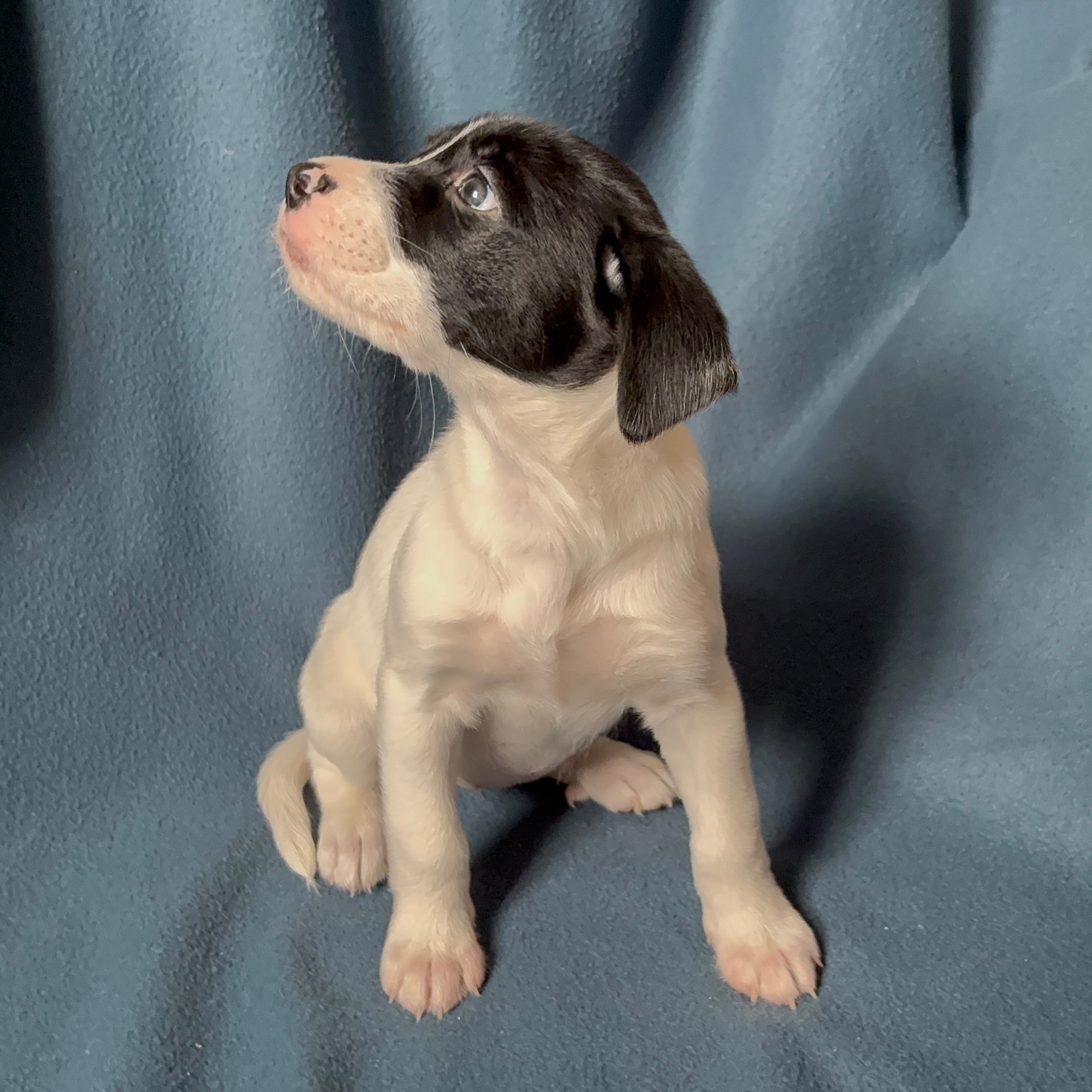 Цуценята - метиси німецького боксера