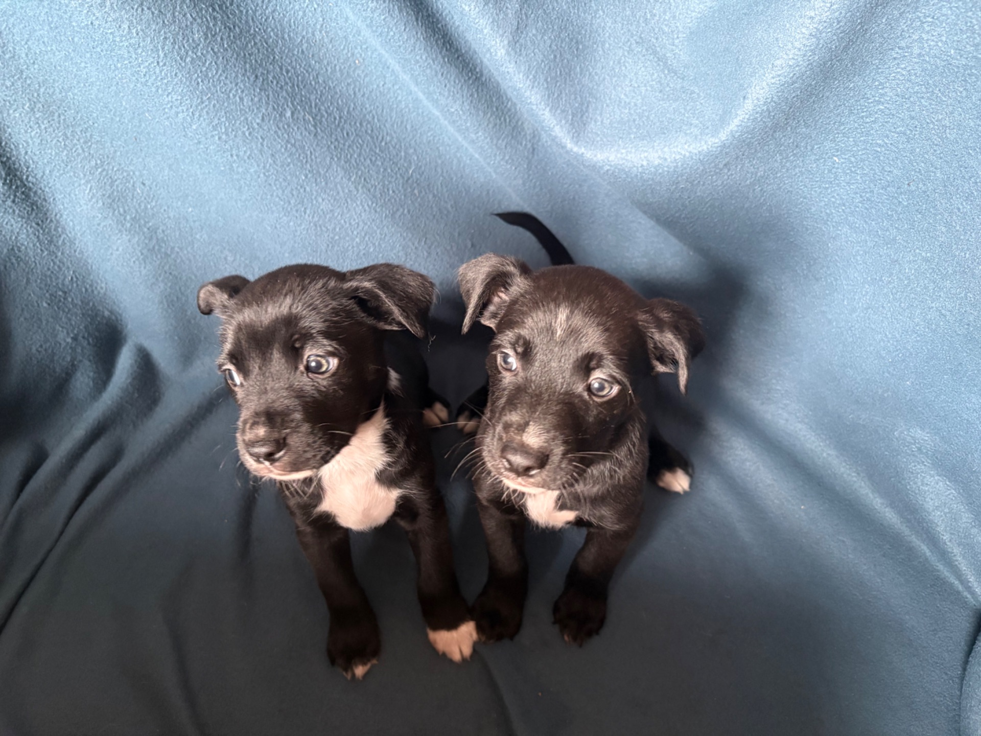 Цуценята - метиси німецького боксера