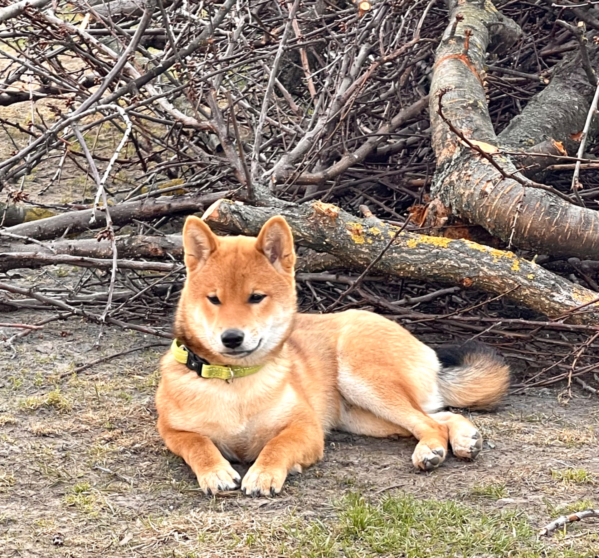 Щенки шиба/сіба іну