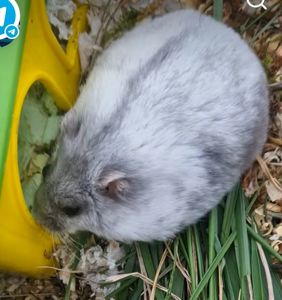 ПодаруюДорослуХомоДівчинку