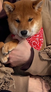 Щенки шиба/сіба іну