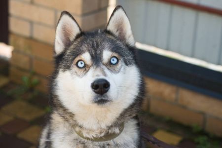 Класнючий Рей в пошуках родини