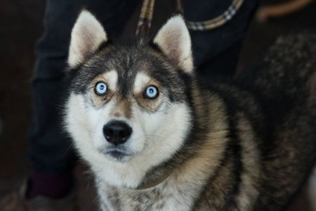 Класнючий Рей в пошуках родини