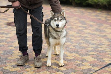 Класнючий Рей в пошуках родини