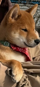 Щенки шиба/сіба іну