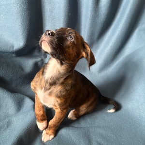 Цуценята - метиси німецького боксера