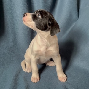 Цуценята - метиси німецького боксера