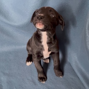 Цуценята - метиси німецького боксера