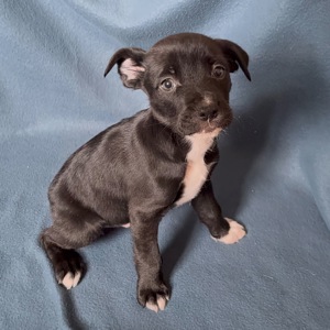 Цуценята - метиси німецького боксера