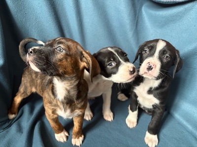 Цуценята - метиси німецького боксера