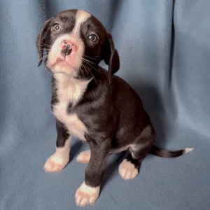 Цуценята - метиси німецького боксера