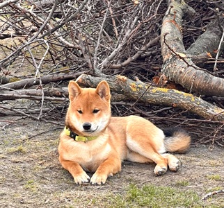 Щенки шиба/сіба іну