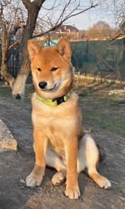 Щенки шиба/сіба іну