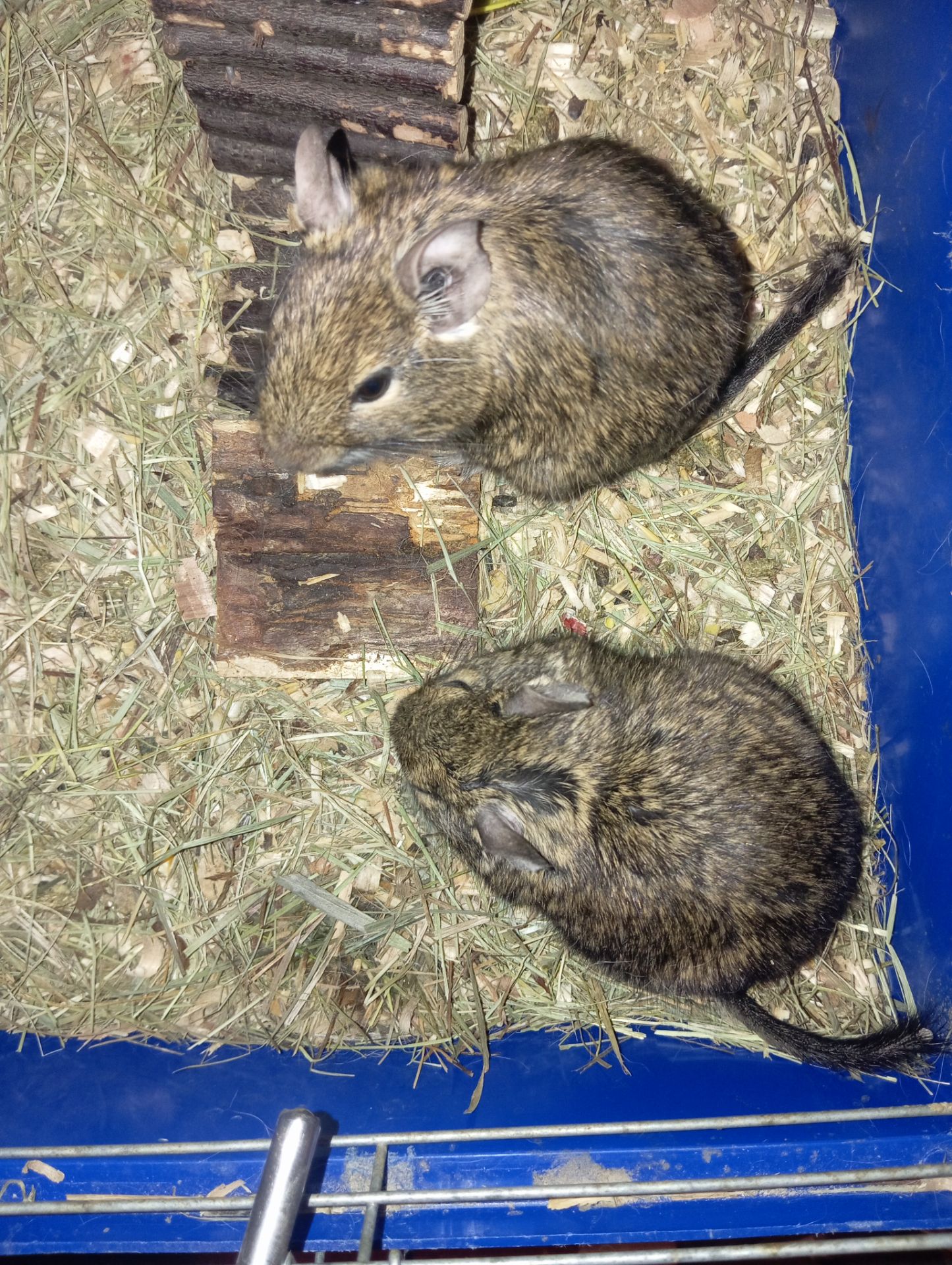 Ищут добрые руки пара дегу