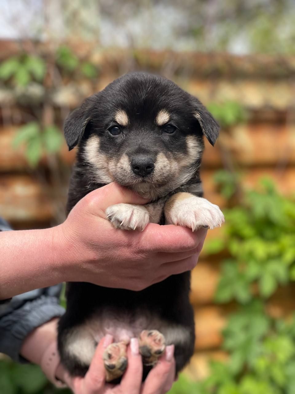 цуценя Арон