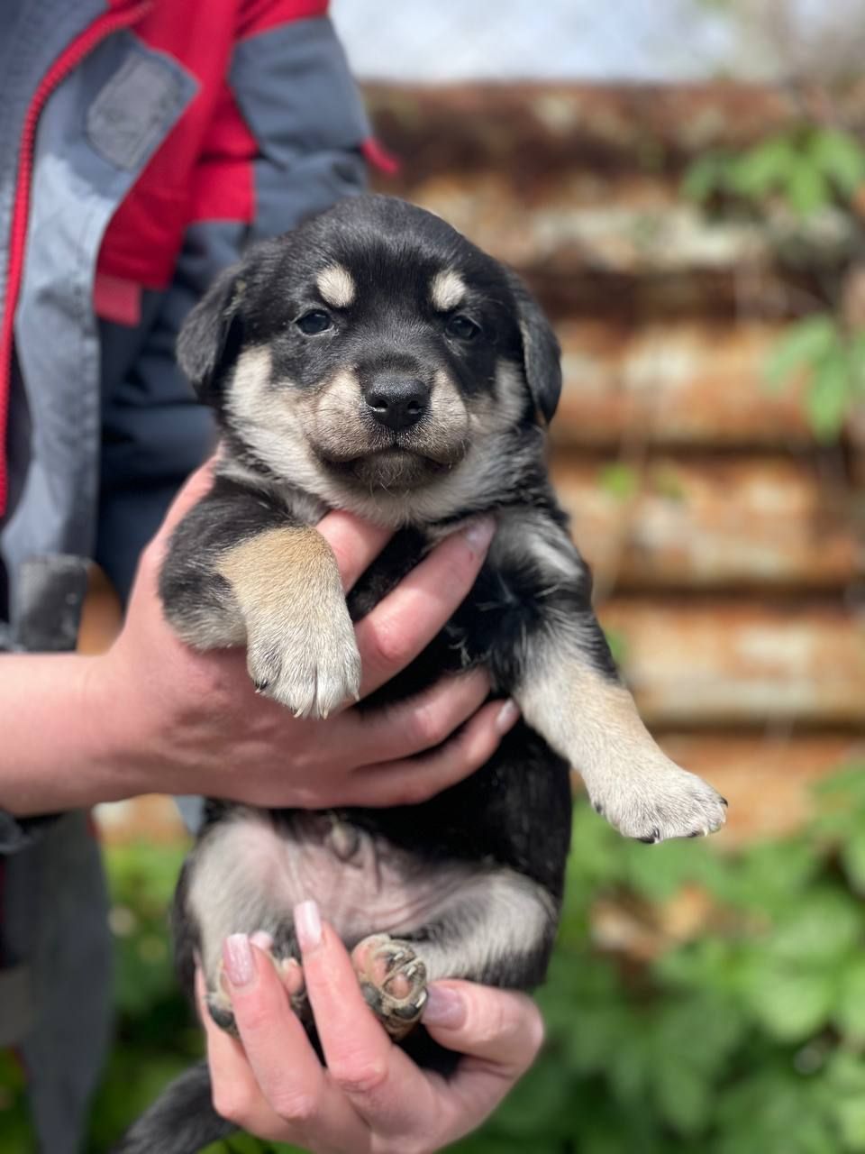 цуценя Арман