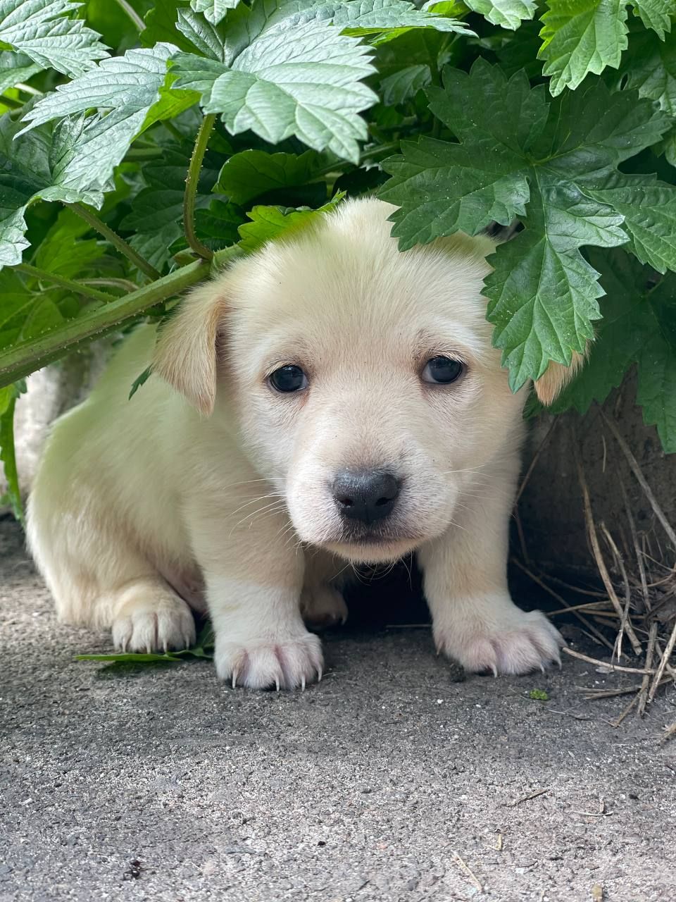 цуценя Алан