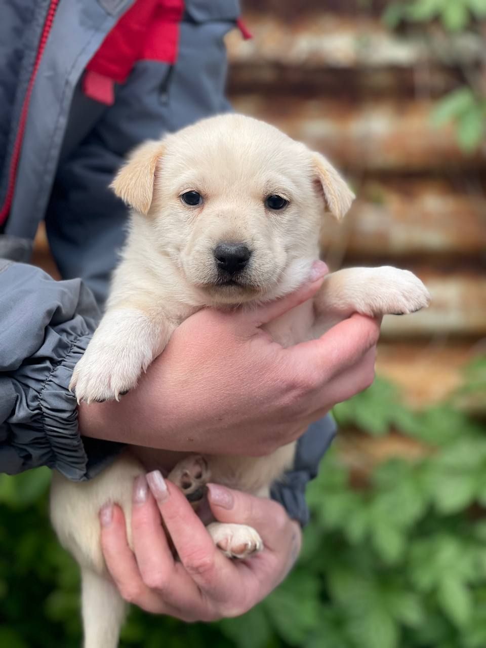 цуценя Алан