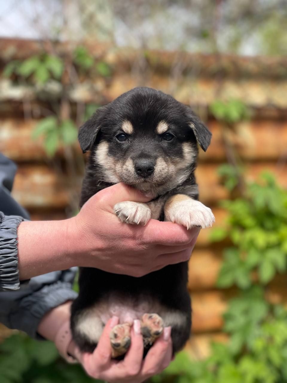 цуценя Арон