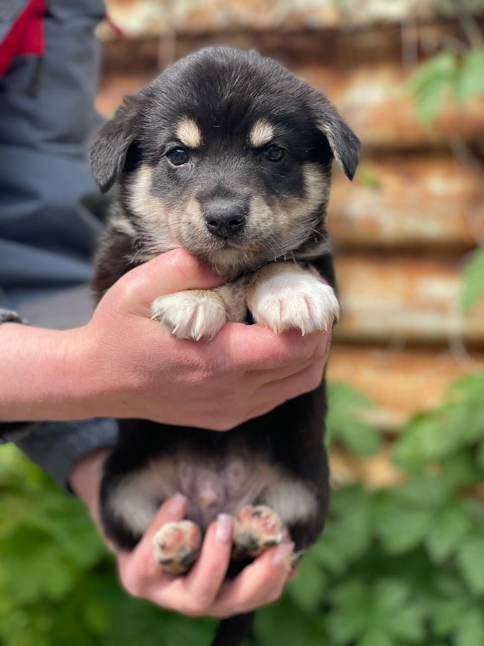 цуценя Арон