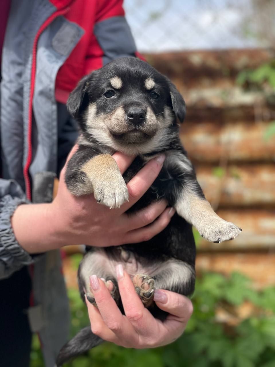 цуценя Арман