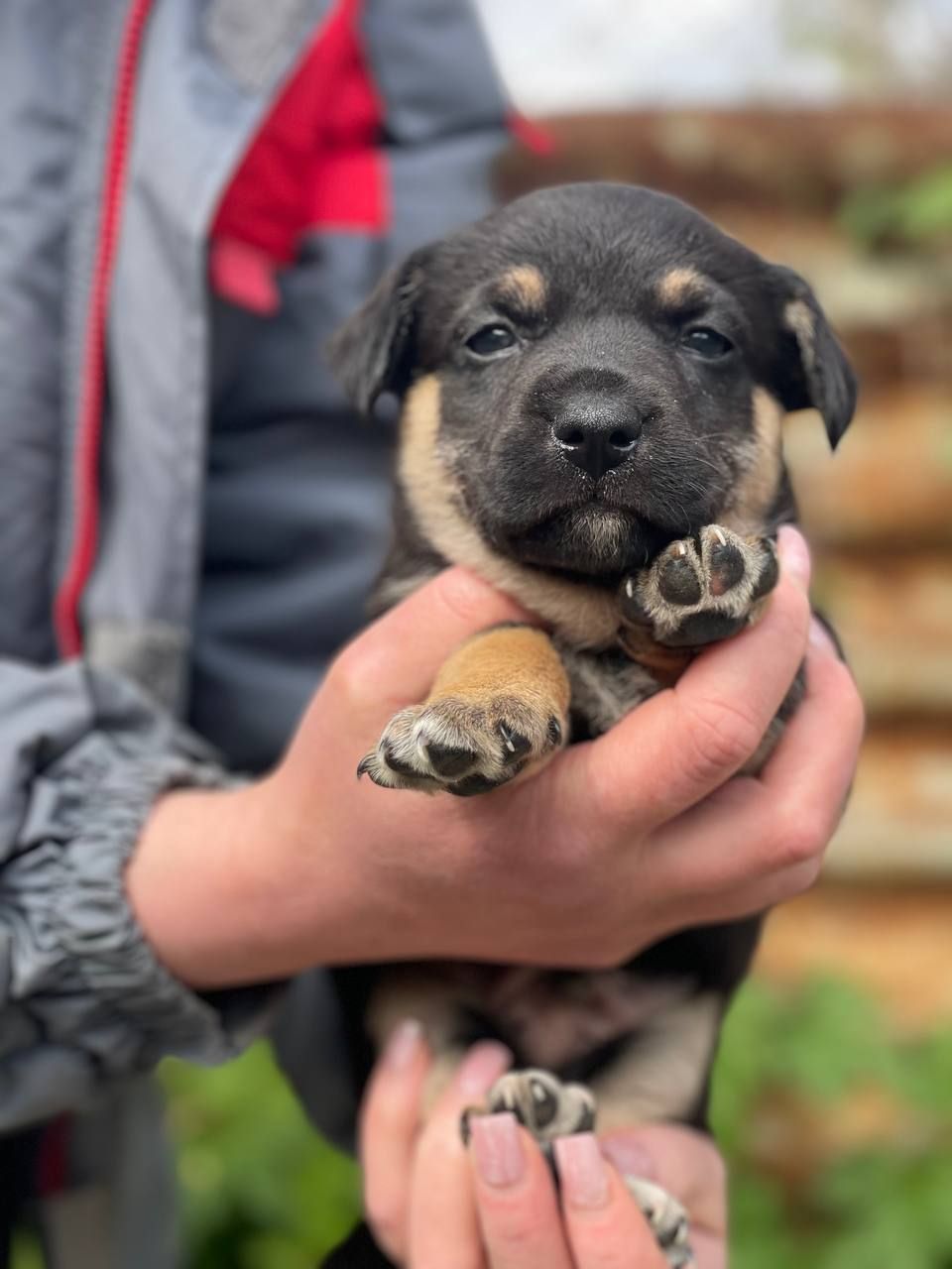 цуценя Азель, буде маленьким