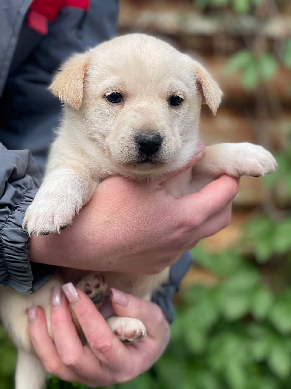 цуценя Алан