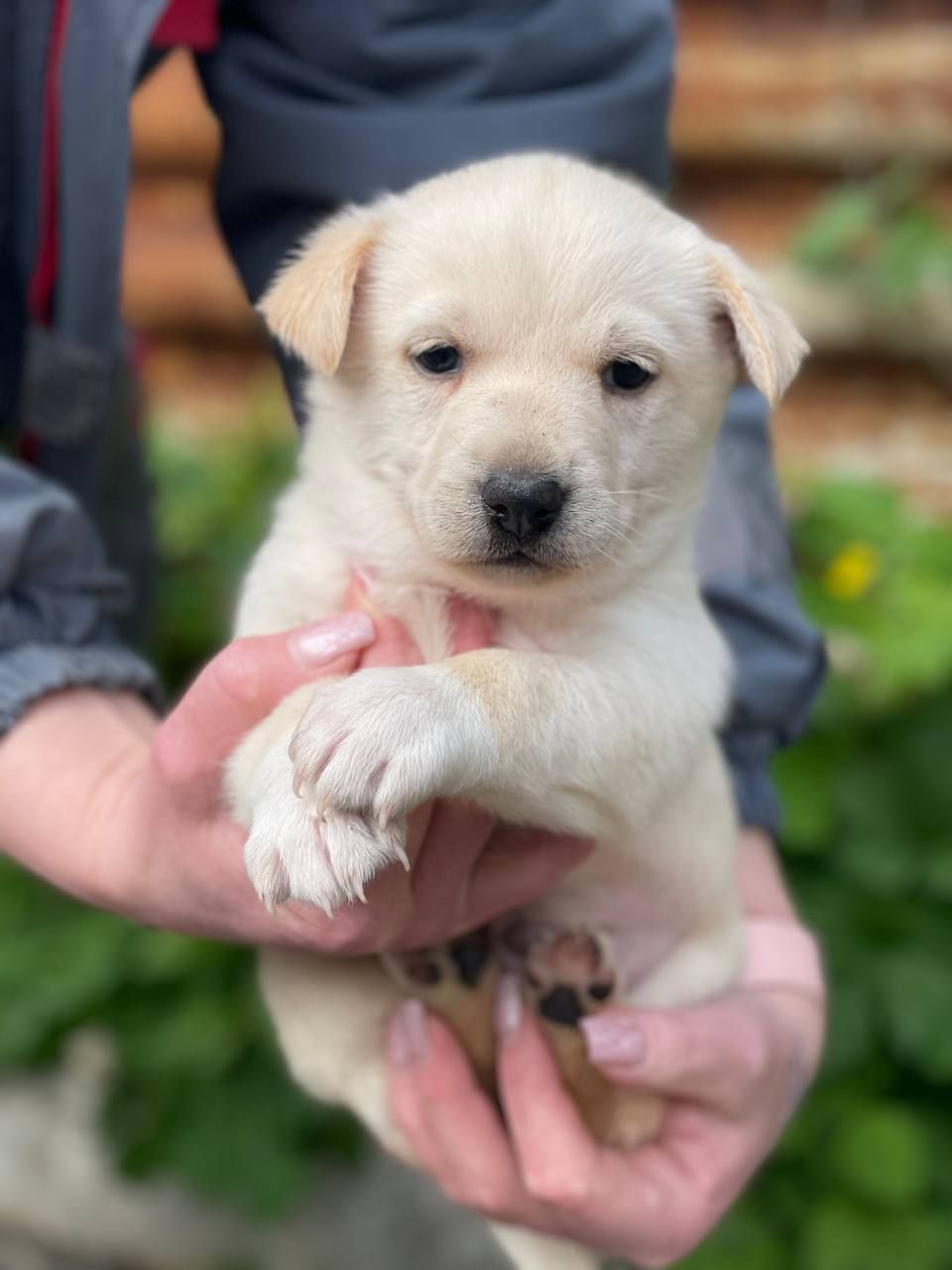 цуценя Алан