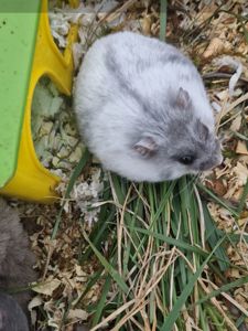 ПодаруюДорослуХомоДівчинку