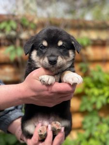 цуценя Арон