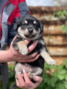 цуценя Арман