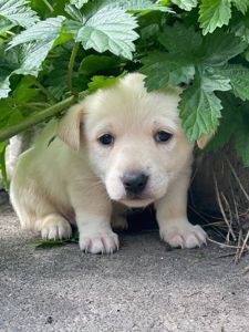 цуценя Алан