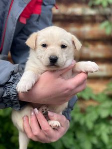 цуценя Алан