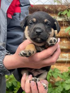 цуценя Азель, буде маленьким