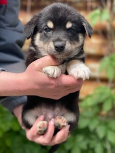 цуценя Арон