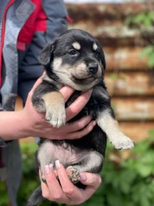 цуценя Арман