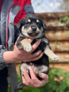 цуценя Арман