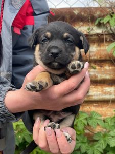 цуценя Азель, буде маленьким