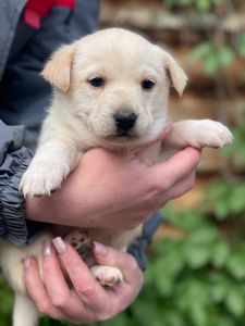 цуценя Алан