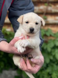 цуценя Алан