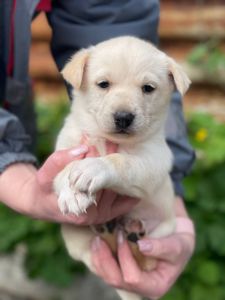 цуценя Алан