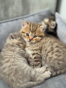 Шотландські кошенята