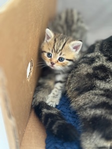 Шотландські кошенята