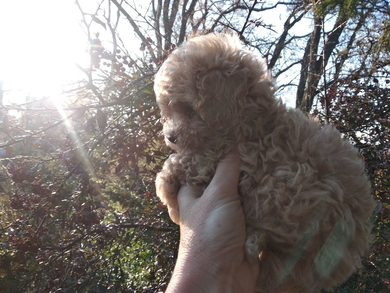 Цуценята мальтипу